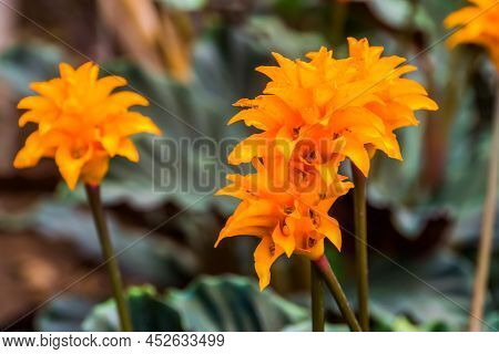 Macro Closeup Of The Blooming Flowers Of A Saffron Colored Calathea, Popular Tropical Plant Specie F