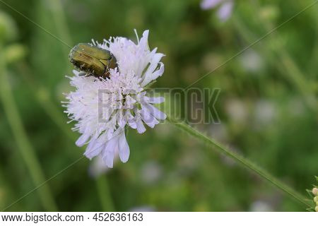 Flower Beetle. Cetonia Aurata, Called The Rose Chafer Or The Green Rose Chafer, Is A Beetle, 20 Mm L