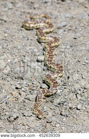 Pacific Gopher Snake Adult Recently Shedded Sunbathing On Gravel Trail. Joseph D Grant Ranch County 