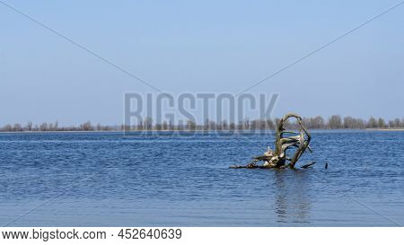Flood In Meadow. Snag Flooded. Snag On Water. Flooded Agricultural Farm Fields. High Water In Spring