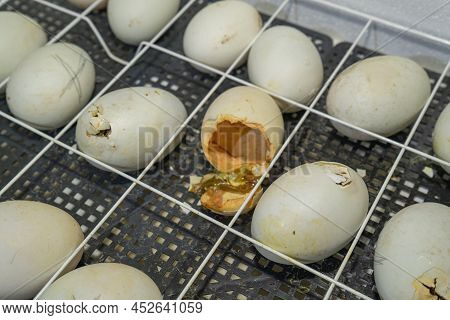 Goose Eggs In An Incubator. Goose Egg Incubation. The Process Of Hatching From Goose Eggs In The Inc