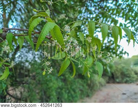 Common Name : Neem, Nim, Azadirachta Indica, Margosa, Limba, Limado, Pakvakrita, Nimbaka,