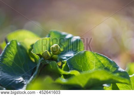 Marsh Marigold, Kingcup, Caltha Palustris Bud Blossom Flower With Blured Background. Spring Time