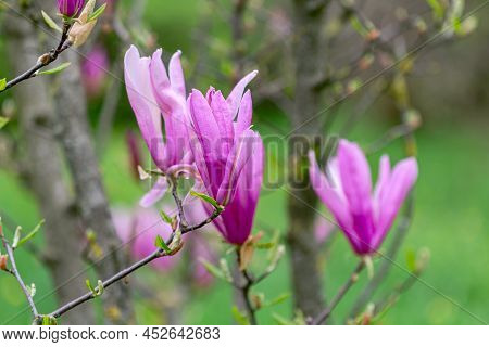 Pink Lily Magnolia (magnolia Liliiflora) Flowers. Magenta Blossom Of Ornamental Shrub In The Family 