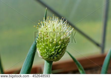 Close Up Of The Seed Head Of A Welsh Onion (allium Fistulosum) Growing In A Polytunnel