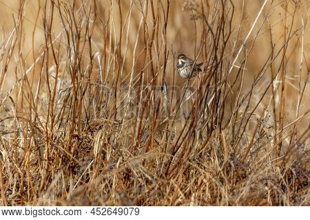 The Bluethroat Is A Small Passerine Bird That Was Formerly Classed As A Member Of The Thrush Family 