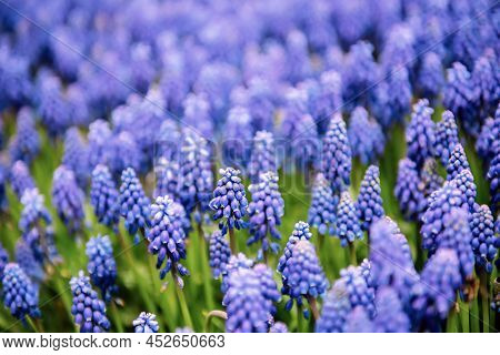 Muscari Neglectum, Hyacinth Flowers In The Spring Garden