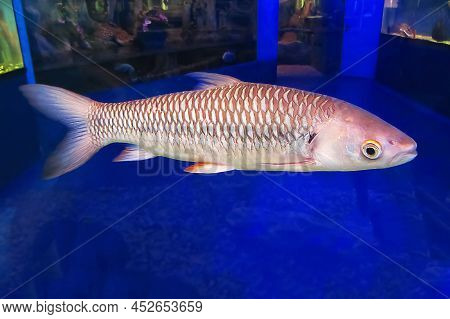 The Bala Shark Looked Right, Balantiocheilos Melanopterus, Silver Shark, Is Not A True Shark, But Is