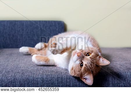 Red Cat Lying On Couch. Cat Hair On Fabric Furniture Upholstery During Shedding. The Problem Of Clea