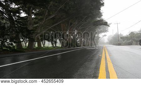 Wet Road Asphalt In Fog, Misty Mysterious Forest. Row Of Trees In Foggy Rainy Weather, Calm Haze In 