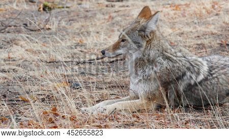 Wild Furry Wolf, Gray Coyote Or Grey Coywolf, Autumn Forest Glade, Yosemite National Park Wildlife, 