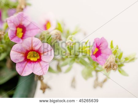 Petunia ozdobna