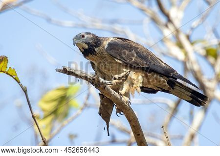 Image Of Oriental Honey Buzzard Bird On A Tree Branch On Nature Background. Hawk. Animals.