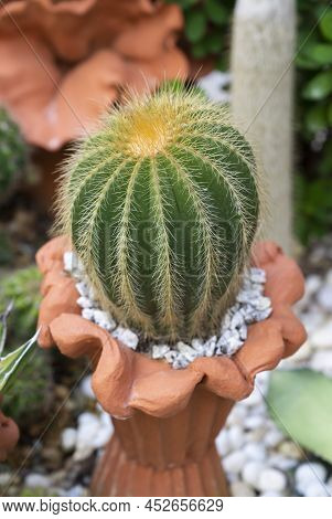 Close-up Of Parodia Cactus (eriocactus), A Succulent Plant With Green Stem, Round-shaped, And Yellow
