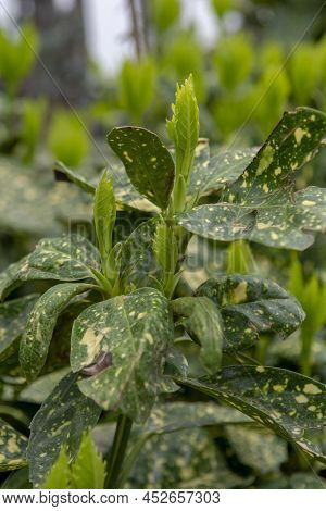 Green Leaves Of Aucuba Japonica In The Early Spring. Young  Sprouts Of Spotted Laurel, Japanese Laur
