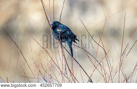 Male Red-winged Blackbird In Alamosa National Wildlife Refuge, Southern Colorado