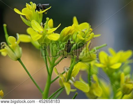 Oxyopes Salticus Is A Species Of Lynx Spider, Commonly Known As The Striped Lynx Spider, First Descr