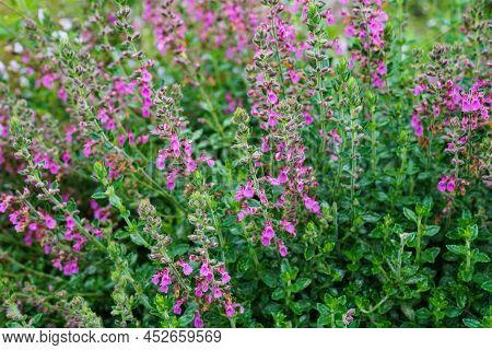Teucrium Lucydris Plants, Pink Inflorescence. Medicinal Herb.
