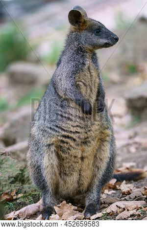 Swamp Wallaby, Wallabia Bicolor. Known As The Black Wallaby