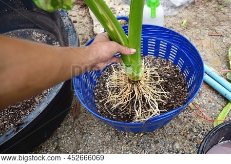 Root Repair And Re-plant  Alocasia Macrorrhizos  Variegated In The Basket