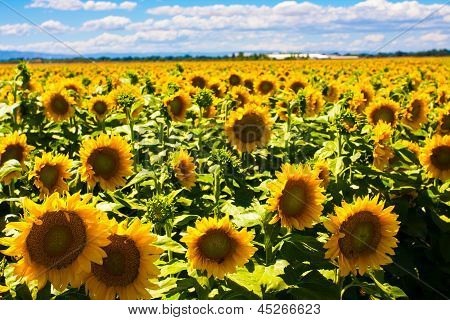 ทานตะวันกับซันไชน์ในแคลิฟอร์เนีย