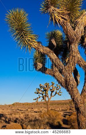 โยชูวาต้นไม้ในอุทยานโจชัวทรี แคลิฟอร์เนีย สหรัฐอเมริกา