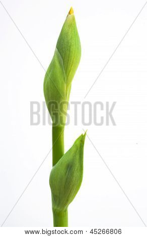 Żółty Iris Bud