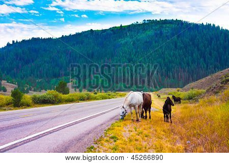 ม้ากับสันติภาพในอุทธยานแห่งชาติ สหรัฐอเมริกา