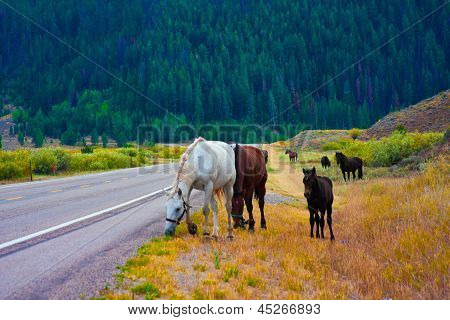 ม้ากับสันติภาพในอุทธยานแห่งชาติ สหรัฐอเมริกา