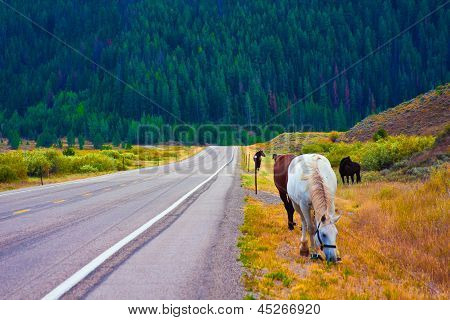 ม้ากับสันติภาพในอุทธยานแห่งชาติ สหรัฐอเมริกา