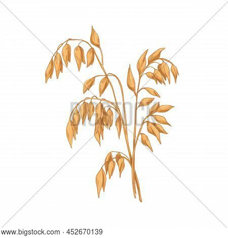 Oat, Field Cereal Plant With Gold Seeds. Grain Crop With Golden Kernels, Vintage Botany Drawing. Ave