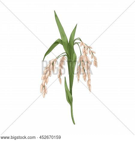 Oryza, Field Grain Crop. Farm Cereal Rice Plant With Leaf And Seed, Kernels. Botanical Agriculture D