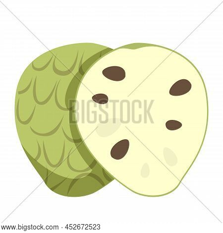 Cherimoya Vector Isolated. Sweet Juicy Exotic Plant