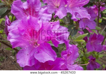 Azalea