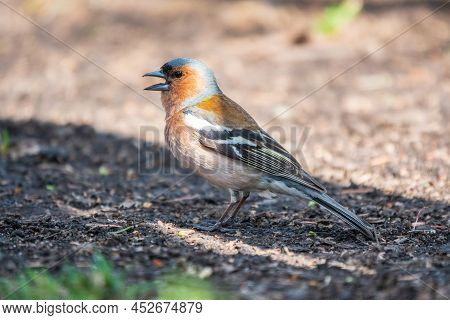 Common Chaffinch, Fringilla Coelebs, Sits On The Ground In Spring. Common Chaffinch In Wildlife.