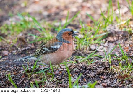 Common Chaffinch, Fringilla Coelebs, Sits On The Ground In Spring. Common Chaffinch In Wildlife.