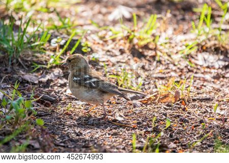 The Common Finch Female, Fringilla Coelebs, Sits On The Ground In Spring. Beautiful Forest Bird Comm