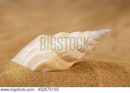 Long Beige Twisted Seashell In The Sand. Side View