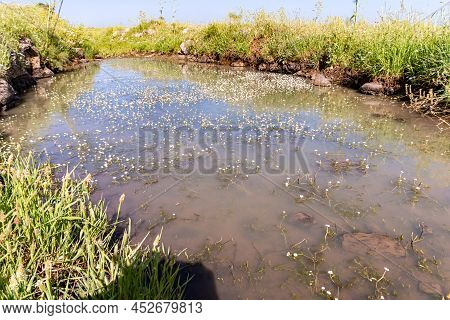 A Small Lake Covered With Water Daisies In The Golan Heights In Northern Israel