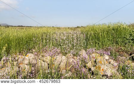 Blooming Spring Meadow In The Golan Heights In Northern Israel