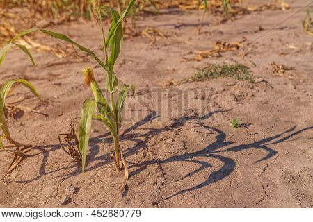 Undeveloped Corn Crops Affected By Lack Of Water And Drought, Selective Focus