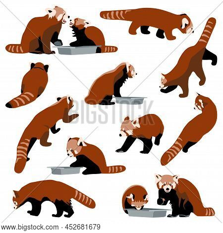 Red Panda Set Collection Of Bearcats In Different Poses Eat, Walk, Sit, Front, Side And Back Views, 