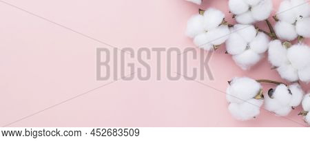 Cotton Flower On Pink Pastel Background, Minimalism, Spring Flower Blosssom Concept, Flat Lay, Top V