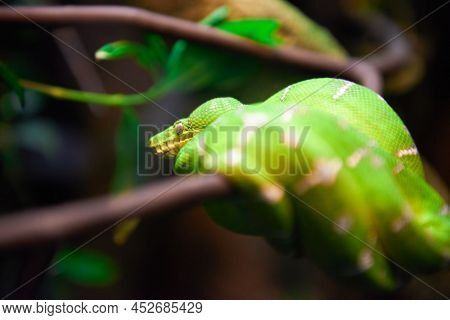 Green Snake (morelia Viridis) Sitting On Tree