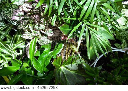 House plants. Greenery. Home potted plant top view. Epipremnum. Syngonium. Aichryson. Chlorophytum. 