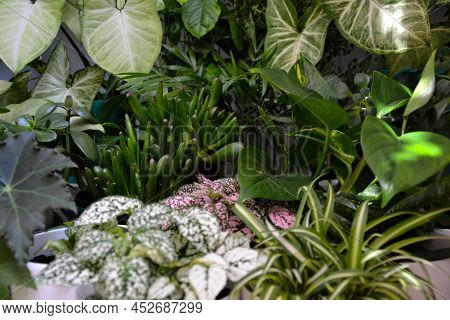 House plants. Greenery. Home potted plant top view. Epipremnum. Syngonium. Aichryson. Chlorophytum. 