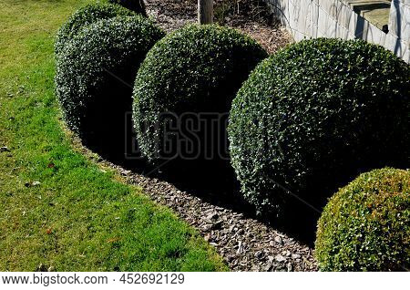 Boxwood Evergreen Shrub Or Tree With Small Leaves, Native To The Mediterranean. It Is Cut Into The S