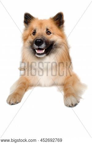 Happy Eurasier Dog Isolated On A White Background