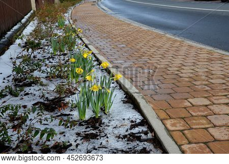 Large Perennials With Red Bells Flowers Along With A Yellow Narcissus Flower In A Bark Mulched Flowe