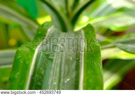 Screw Pine Plant Tree Or Pandanus Sanderi Sander Decorated In The Outdoor Garden Background. 4k
